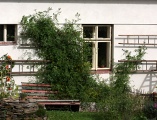 Divok rajata