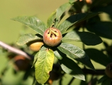 Mipule