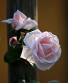Re New Dawn