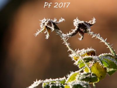 pf 2017