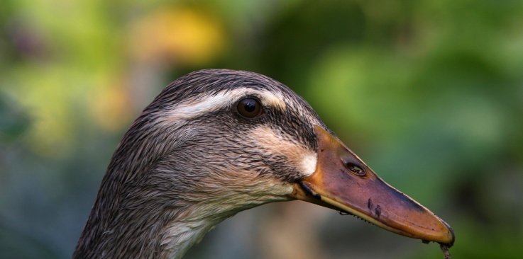 ilustrativní foto - kachna